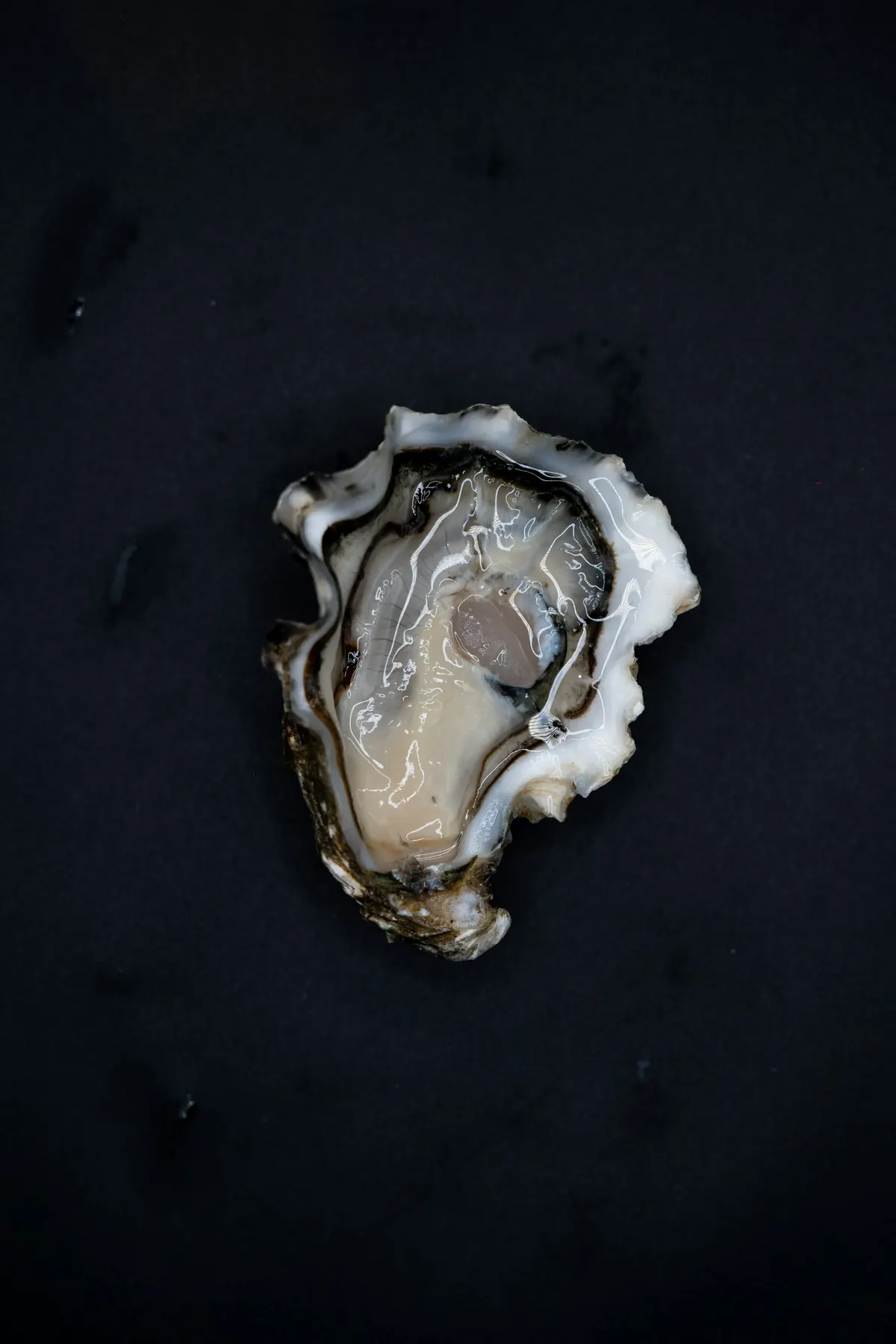 A single open oyster on a dark surface