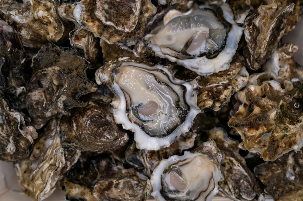 Pile of oysters